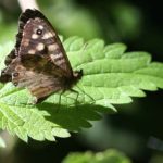 انقلاب گزنه