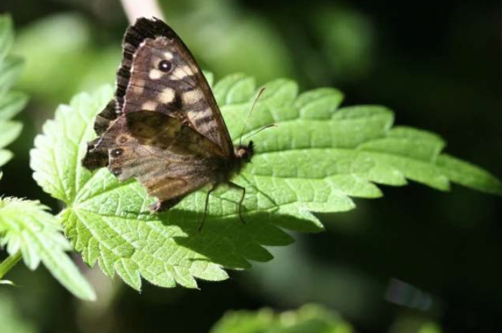 انقلاب گزنه